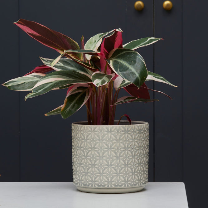 Glazed Indoor Ceramic Geometric Grey Plant Pot