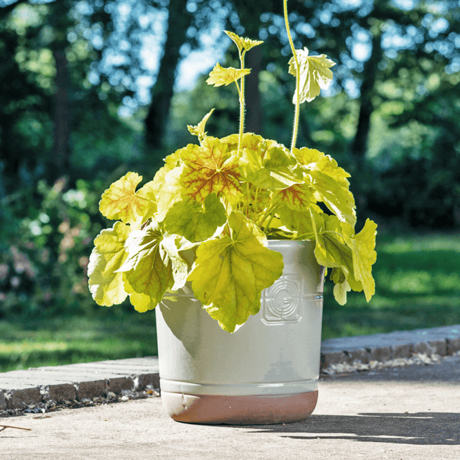 Loudon Topiary Green Glazed Classical Planter - Gardenesque