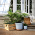 Loudon Oxford Blue Glazed Classical Planter - Gardenesque