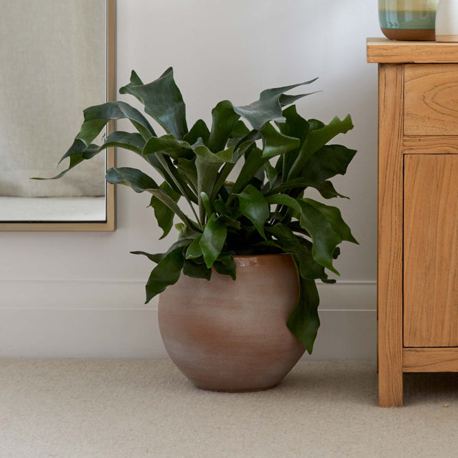 Mila Indoor Golden Brown Plant Pot - 3 Sizes available at Gardenesque