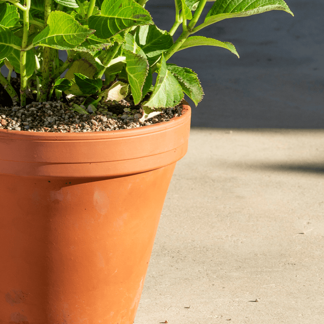Frostproof Small Terracotta Pots at Gardenesque