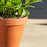 Frostproof Small Terracotta Pots at Gardenesque