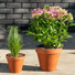 Frostproof Small Terracotta Pots at Gardenesque