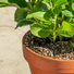 Frostproof Small Terracotta Pots at Gardenesque