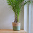 Sage Indoor Woven Basket Green Plant Pot - 4 Sizes