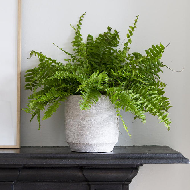 Clara Concrete Indoor Pot Cover - 4 Sizes - GardenesqueLight Grey Concrete Indoor Plant Pot - 4 Sizes - Clara - At Gardenesque