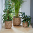 Woven Basket Indoor Plant Pot - 3 Sizes