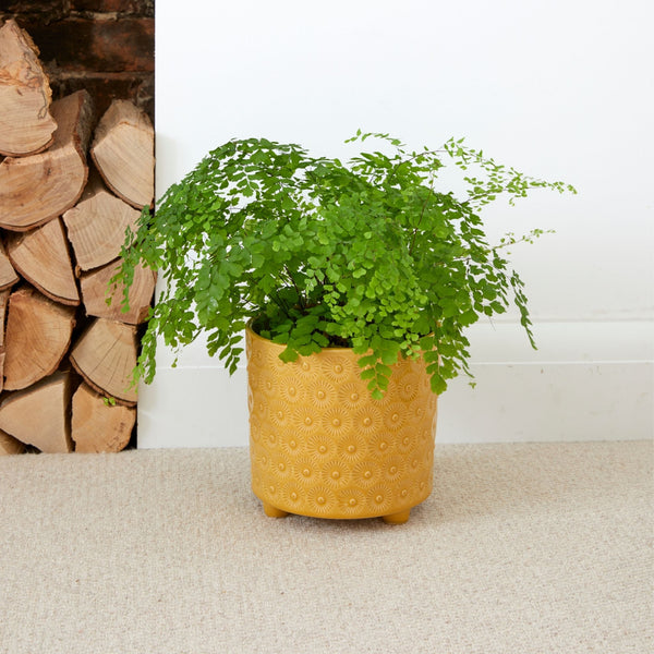 Yellow Indoor Ceramic Plant Pot with Feet
