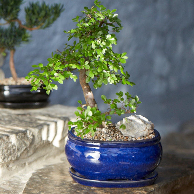 Dark Blue Ceramic Oval Bonsai Plant Pot with Dish  - Gardenesque