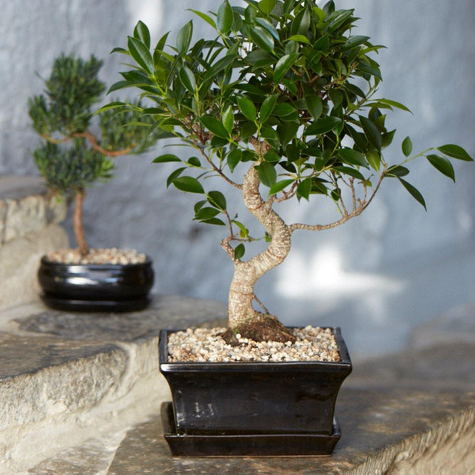 Black Ceramic Rectangular Bonsai Pot with Dish - Gardenesque