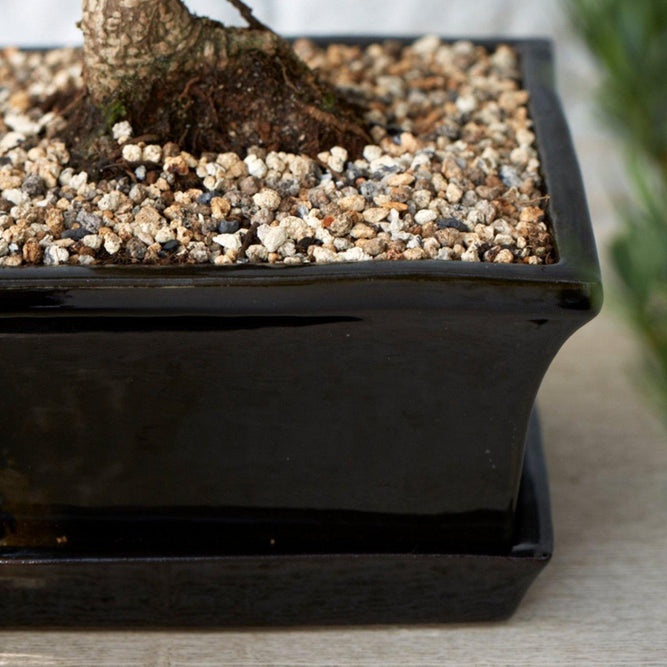 Black Ceramic Rectangular Bonsai Pot with Dish - Gardenesque