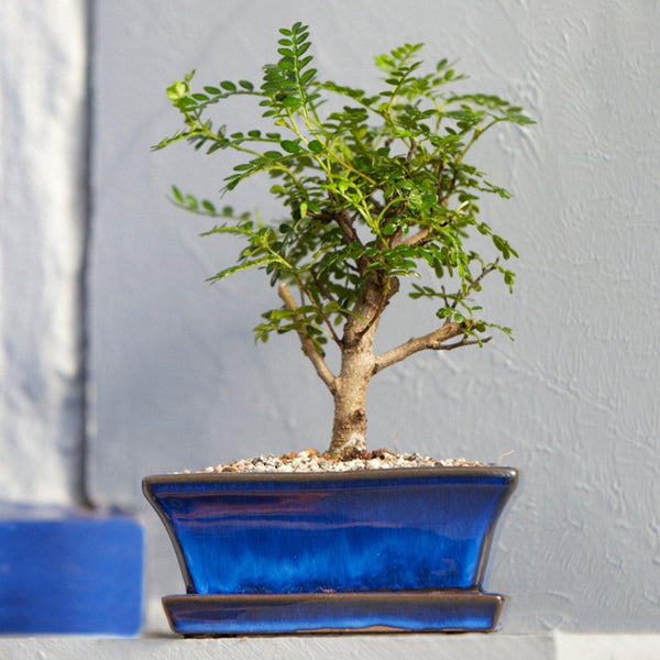 Blue Ceramic Rectangular Bonsai Plant Pot with Dish - Gardenesque