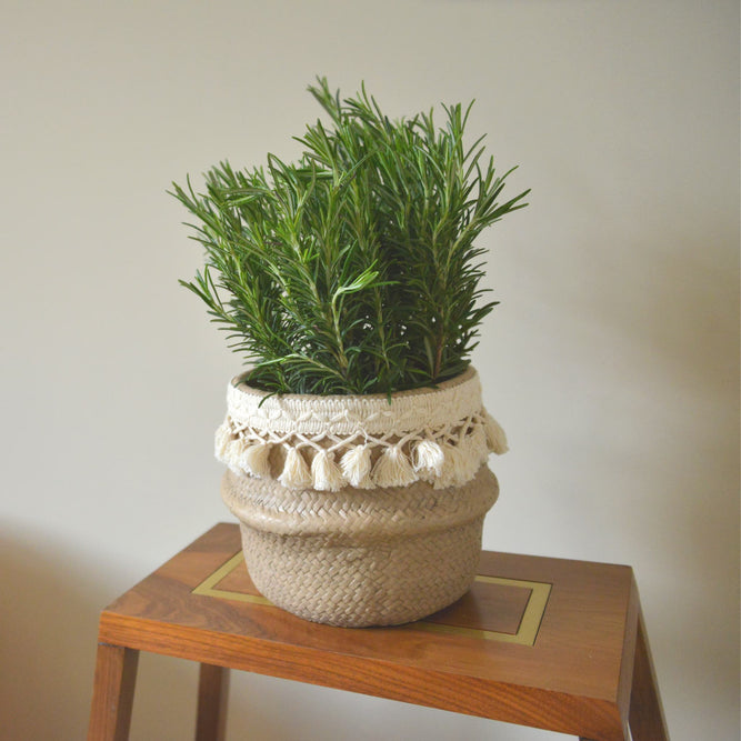 Ceramic Woven Basket Effect Indoor Plant Pot with Tassels - Gardenesque