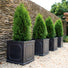 Charcoal Grey Plant Pots Outdoor – Lightweight Faux-Lead Square - 5 Sizes at Gardenesque
