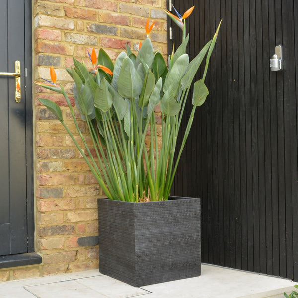 Charcoal Grey Square Plant Pot - Outdoor Lightweight Planters - 4 Sizes - Gardenesque