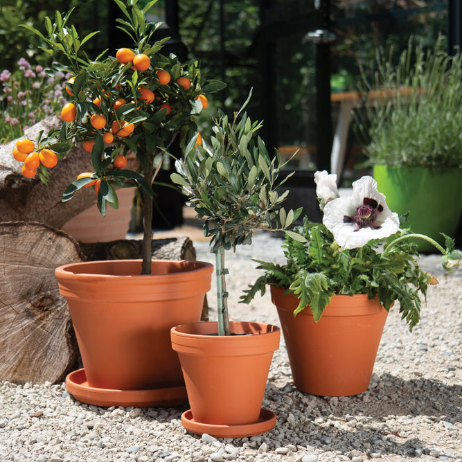 Frostproof Small Terracotta Pots at Gardenesque