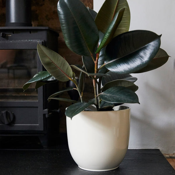 gloss cream indoor ceramic plant pot
