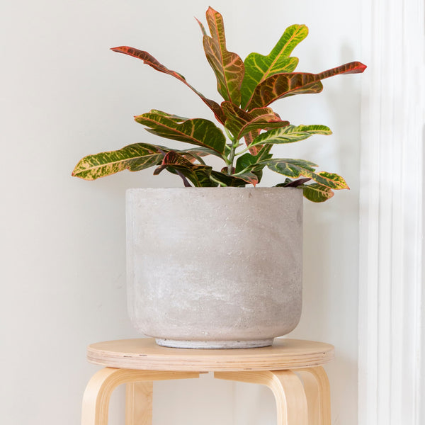 Nora Concrete Indoor Pot Cover - 3 Sizes - Gardenesque