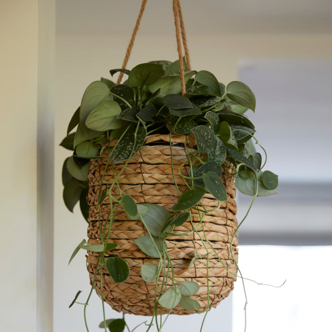 Hanging Woven Indoor Plant Pot - 3 Sizes