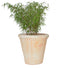 XX Large Terracotta Plant Pots  - Gardenesque