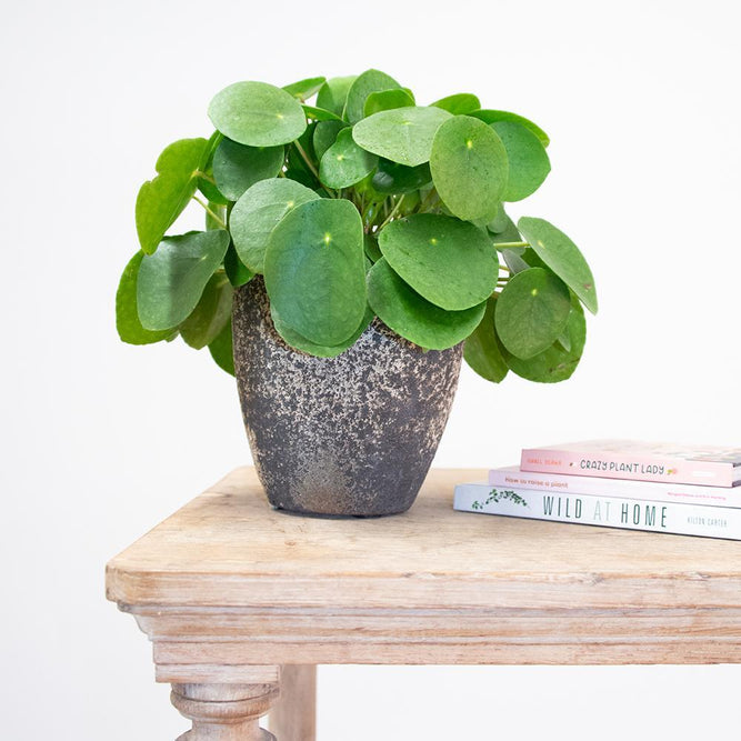 Indoor Plant Pot Textured Stone - Ancient Collection  at Gardenesque