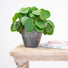 Indoor Plant Pot Textured Stone - Ancient Collection  at Gardenesque