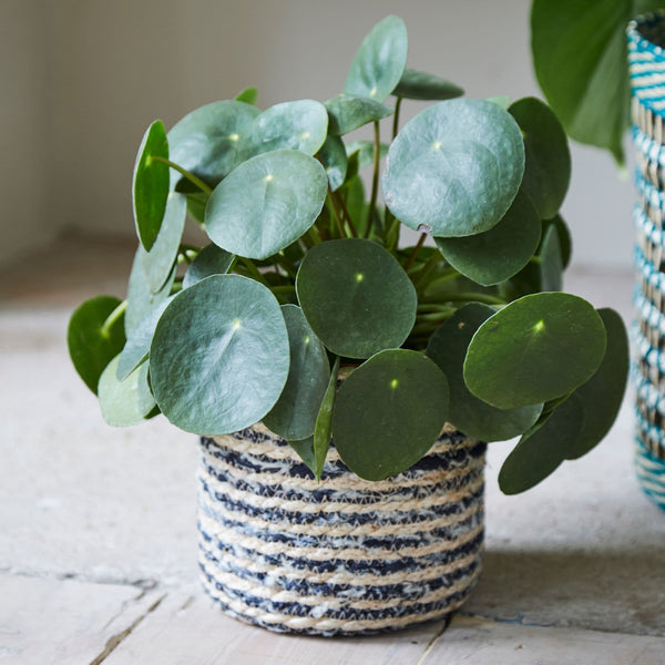 Seagrass Basket Indoor Plant Pot - Denim & Natural Stripes at Gardenesque