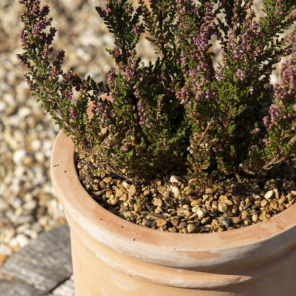 Decorative Alpine Gold Gravel & Pot Toppers - 6mm - Gardenesque
