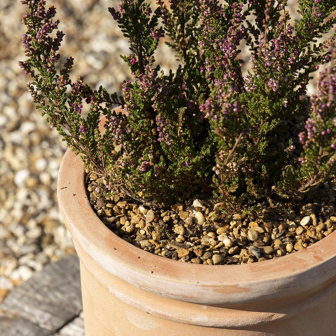Decorative Alpine Gold Gravel & Pot Toppers - 6mm - Gardenesque