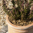 Decorative Alpine Gold Gravel & Pot Toppers - 6mm - Gardenesque