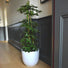 Indoor Plant Pot White Ceramic - Gardenesque