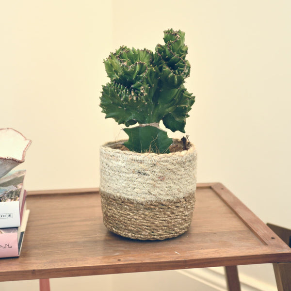 Woven Basket Indoor Plant Pot - Two Tone - at Gardenesque